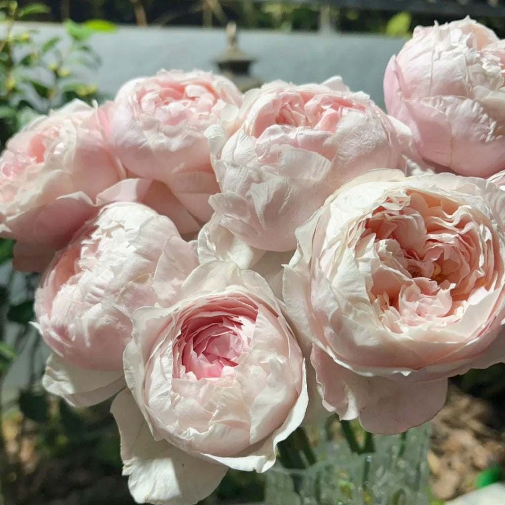 Peony Pink Rose