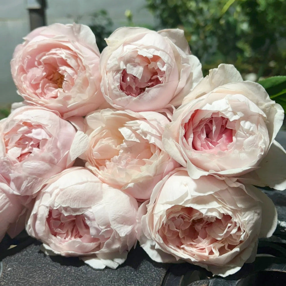 Peony Pink Rose