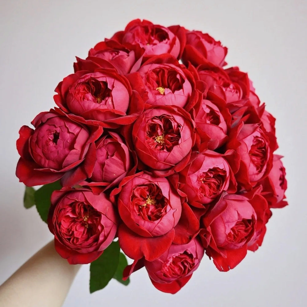 Peony Red Rose