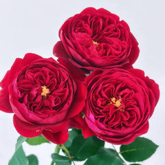 Peony Red Rose