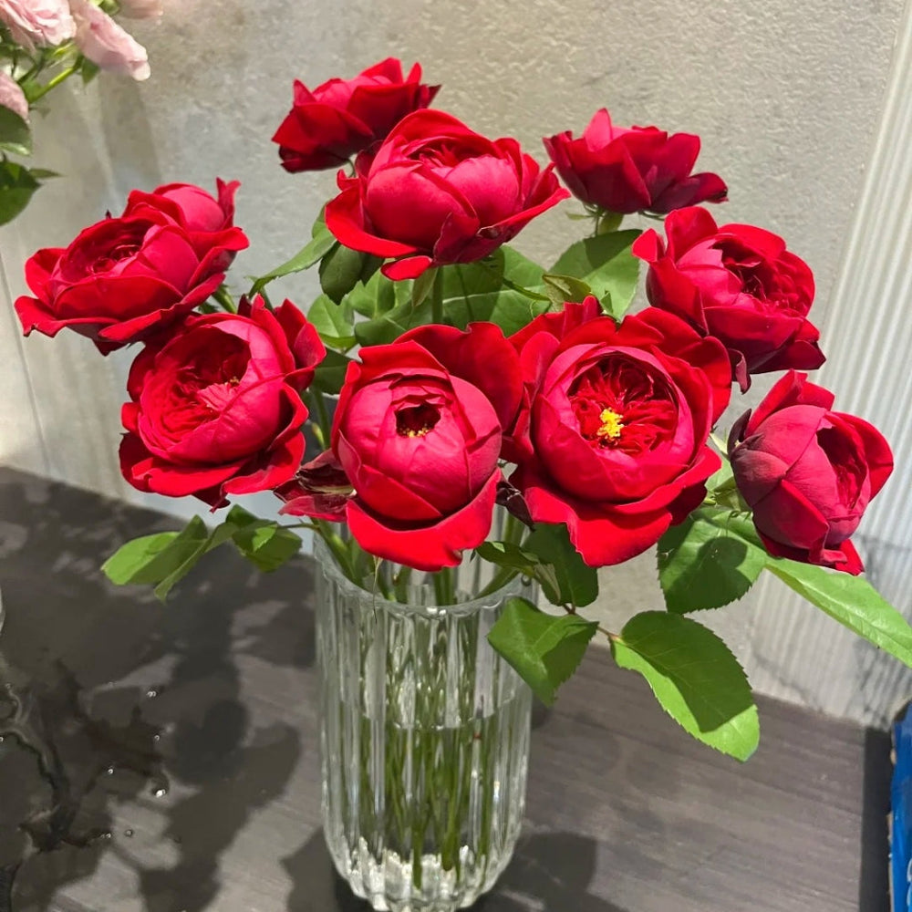 Peony Red Rose