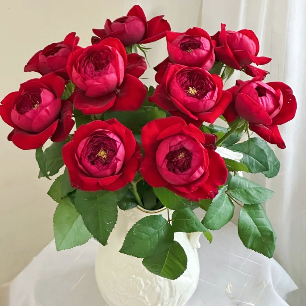 Peony Red Rose