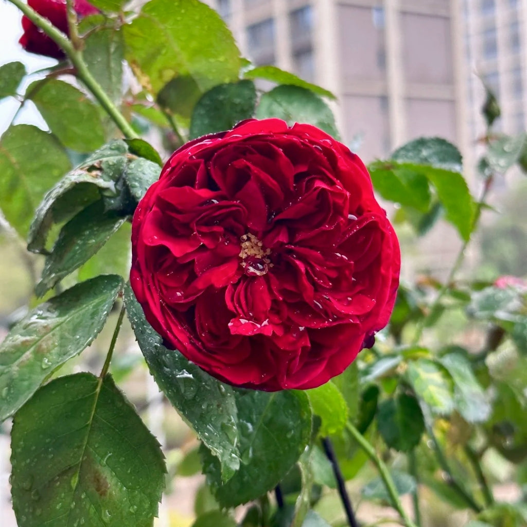 Peony Red Rose