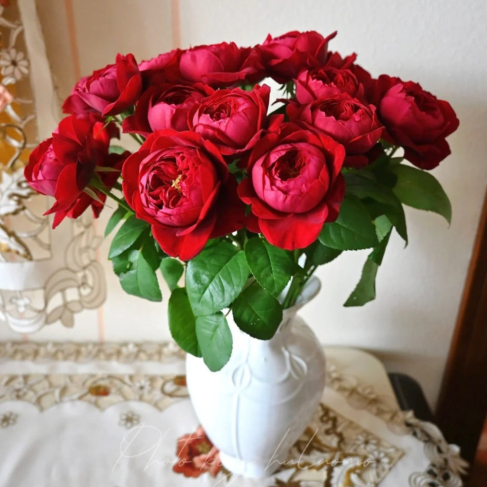 Peony Red Rose