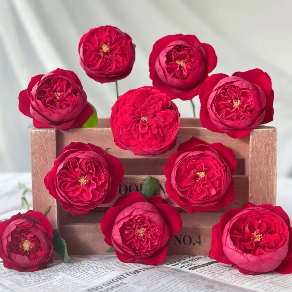 Peony Red Rose