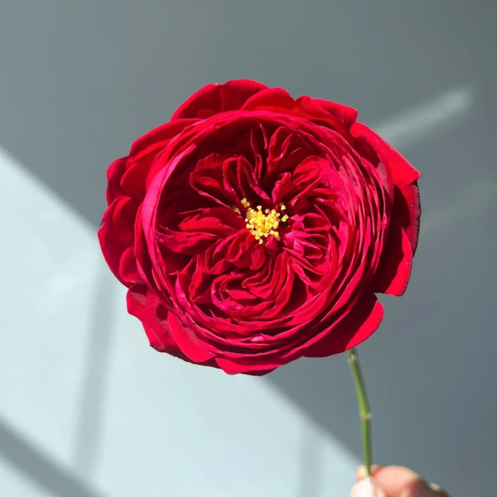 Peony Red Rose