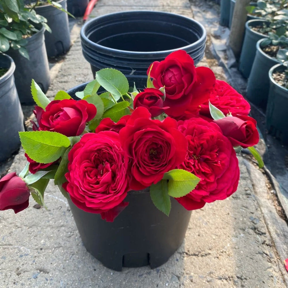 Peony Red Rose