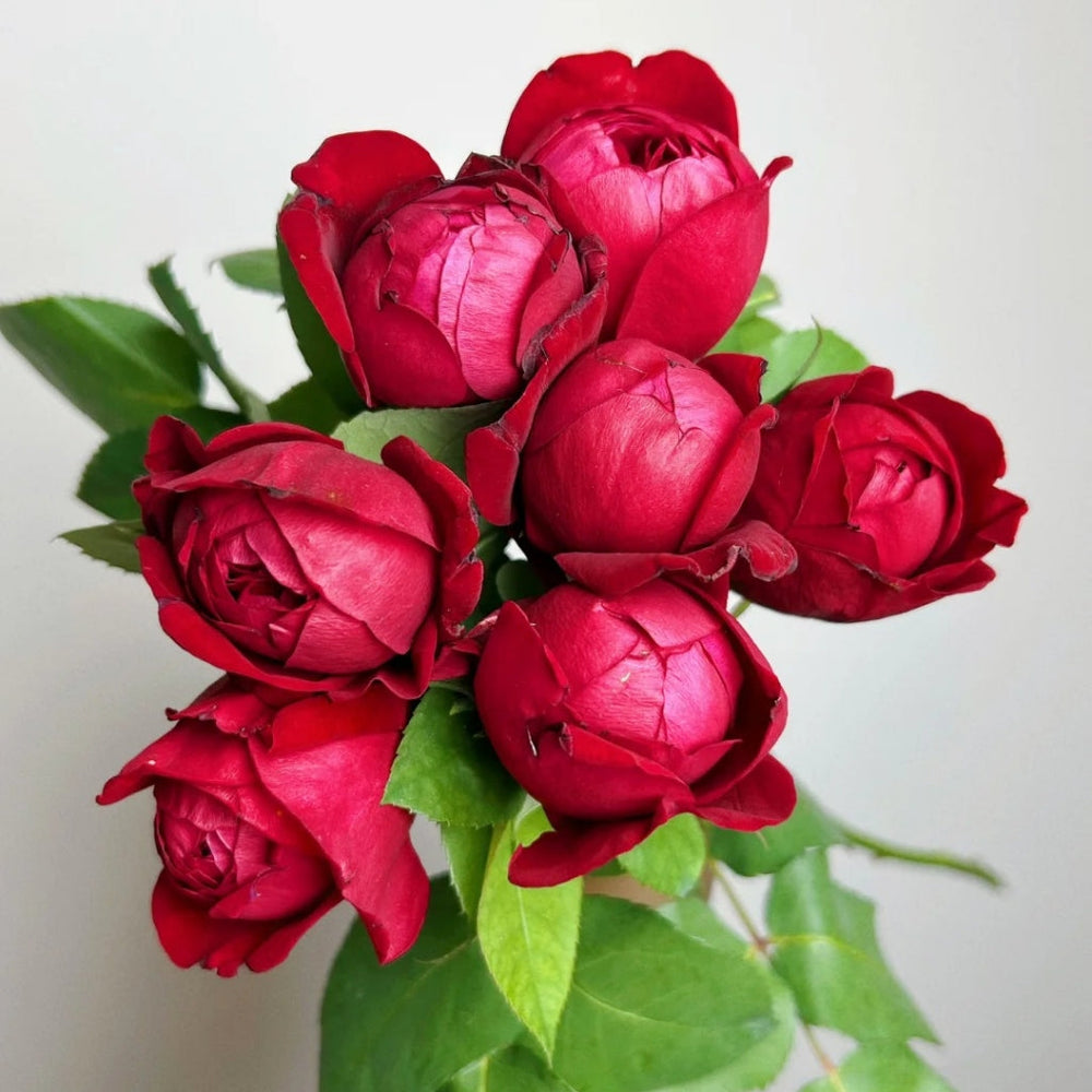 Peony Red Rose