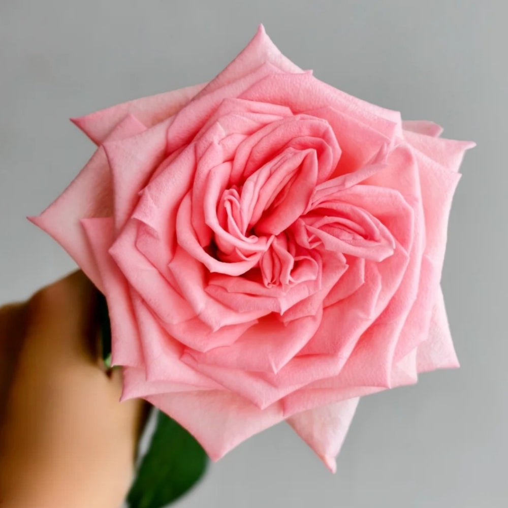 Perfume Pagoda Rose