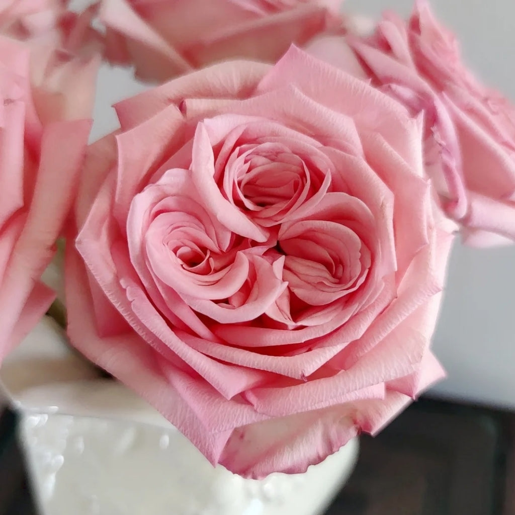 Perfume Pagoda Rose