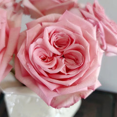 Perfume Pagoda Rose