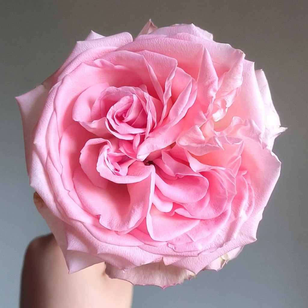 Perfume Pagoda Rose