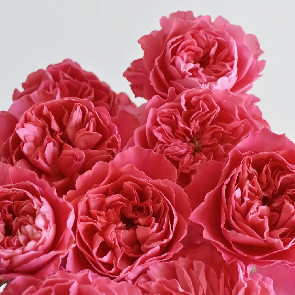 Close-up of pink roses with a light gray background