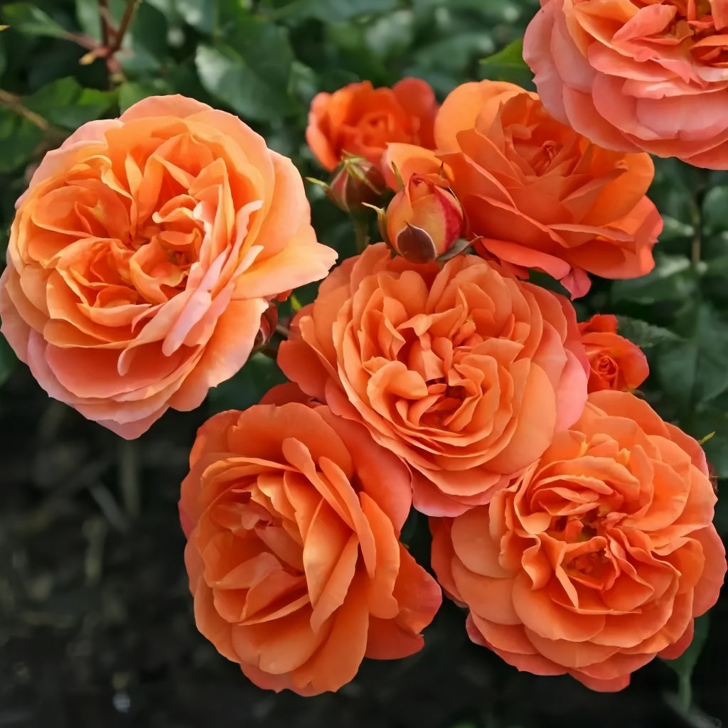 Phoenix Rose