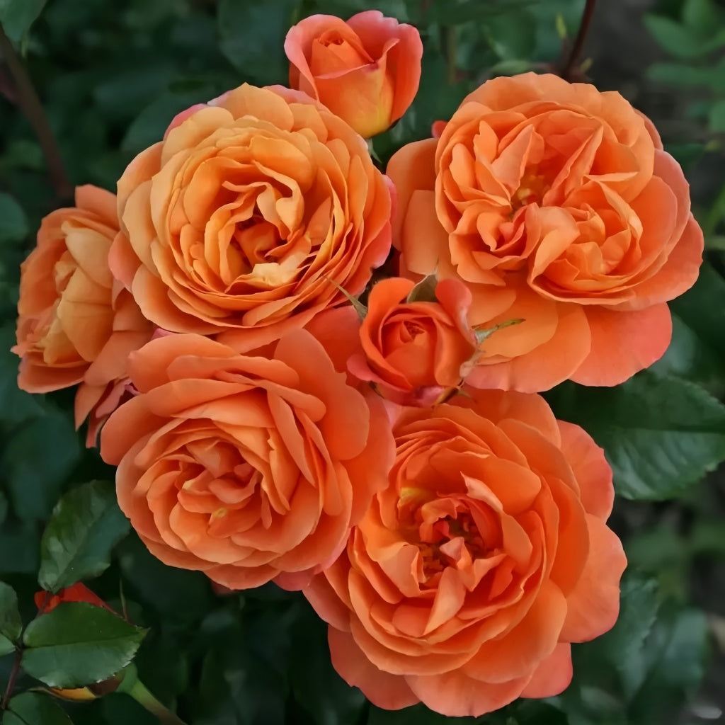 Phoenix Rose