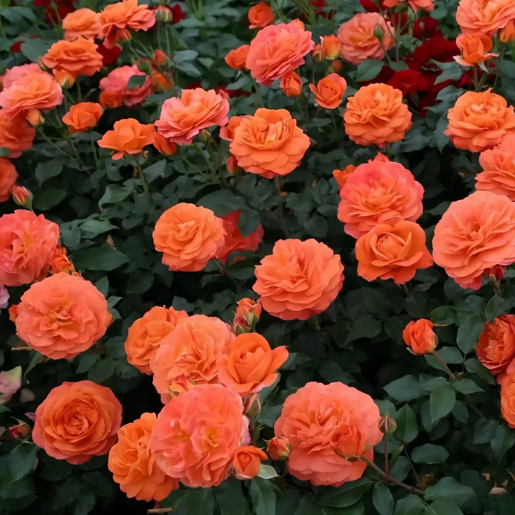 Phoenix Rose