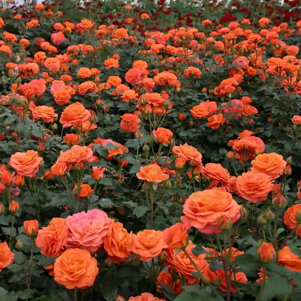 Phoenix Rose