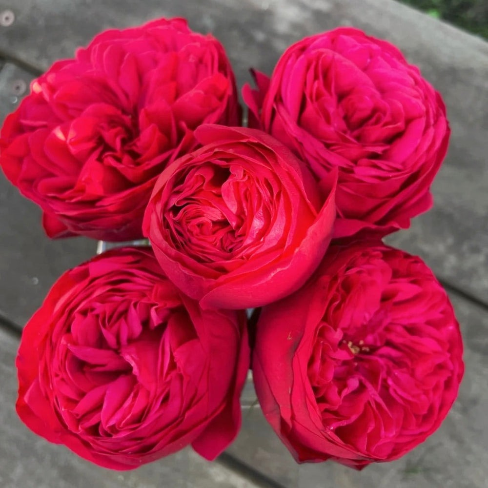 Piano Rose