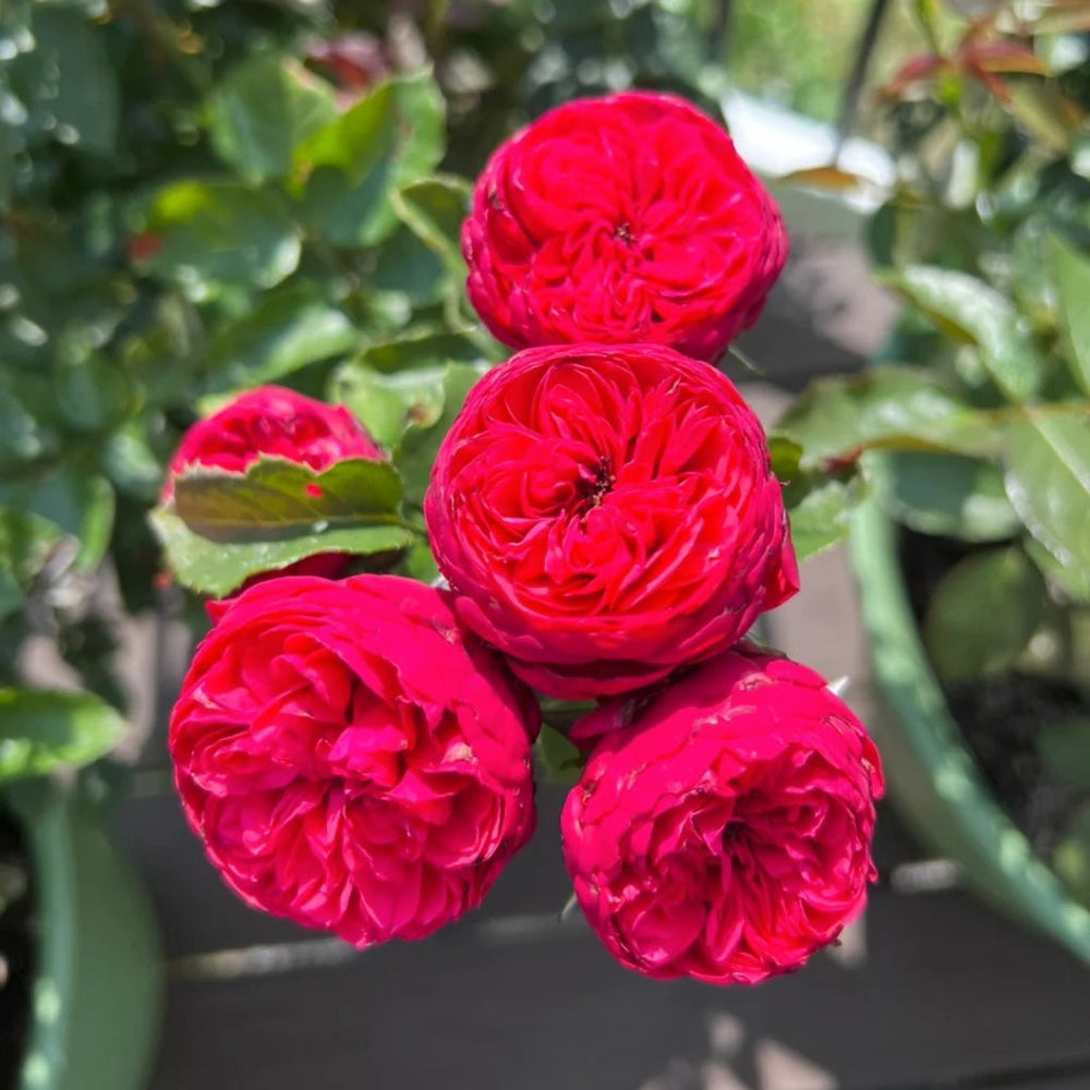 Piano Rose