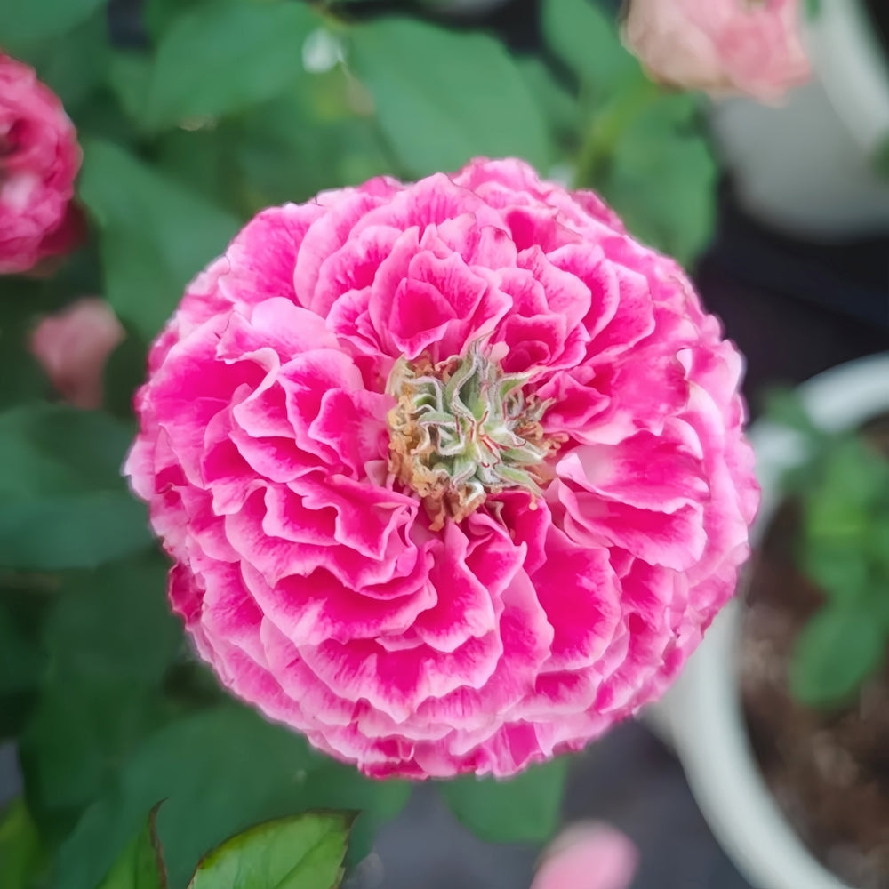 Piccadilly Circus Rose