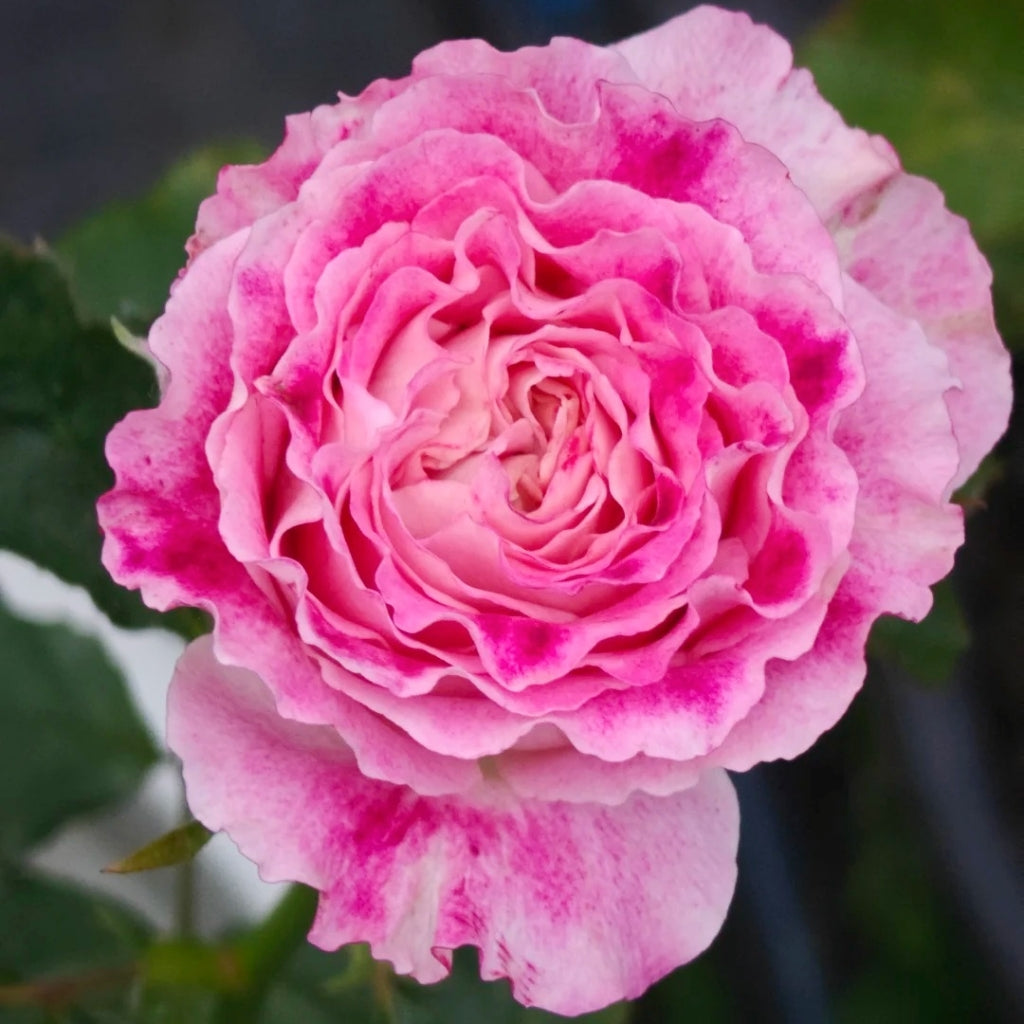 Piccadilly Circus Rose