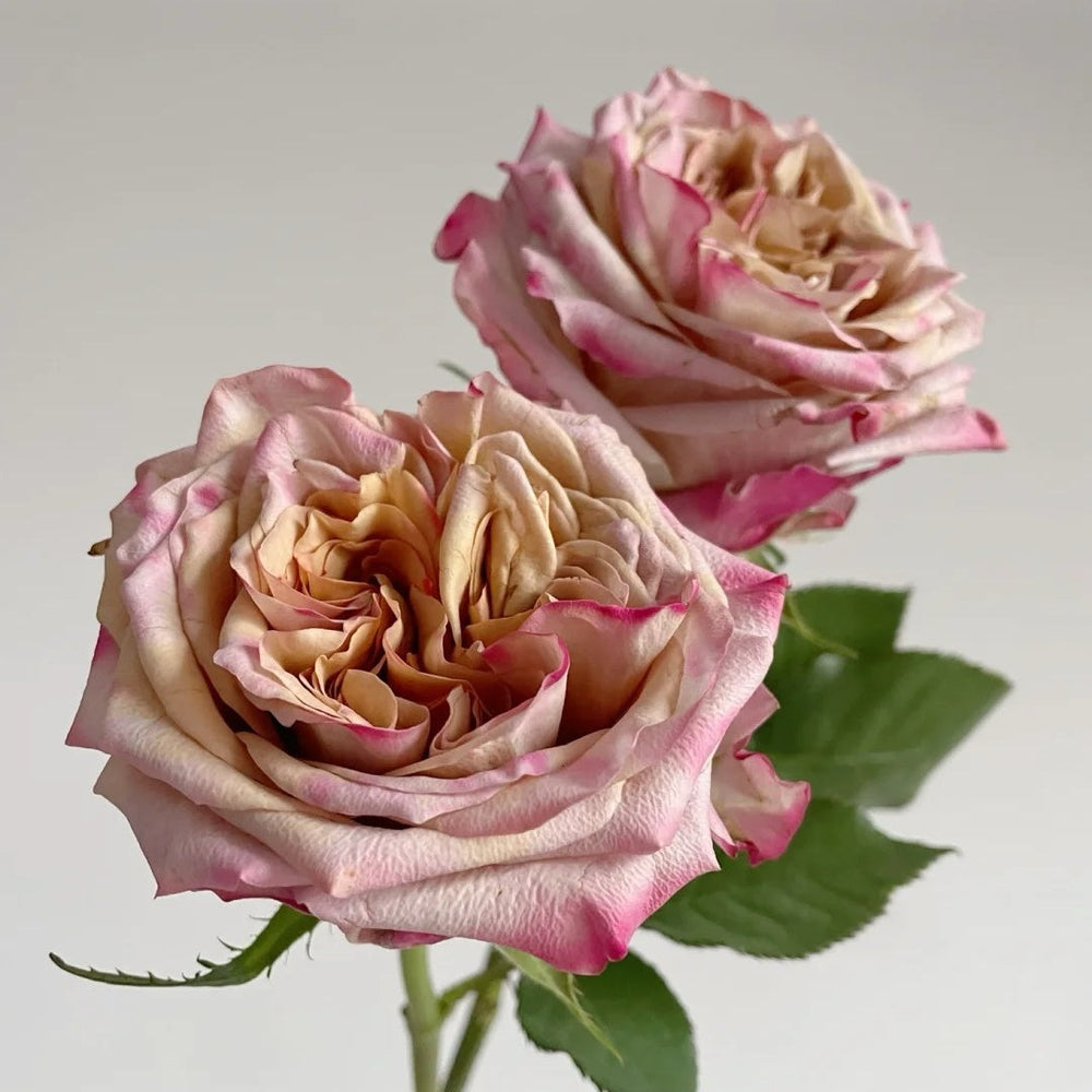 Pimms rose