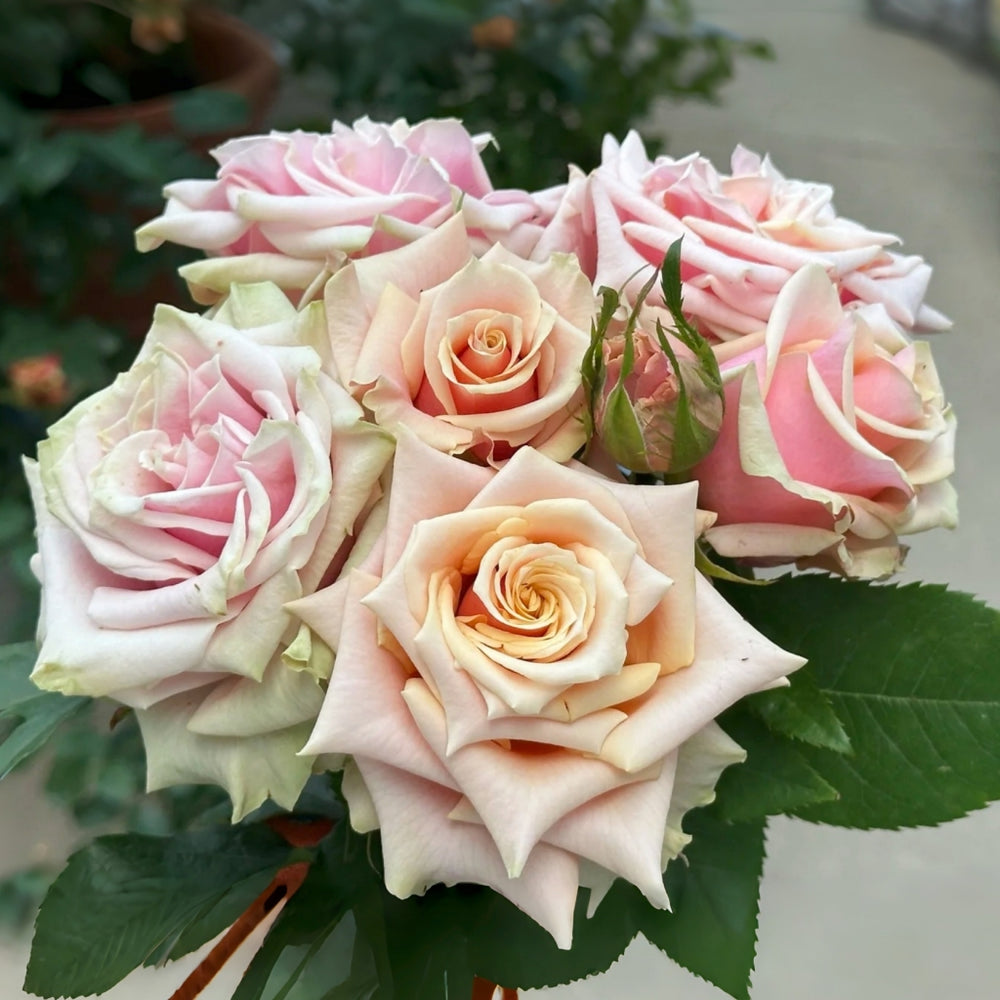 Pink Amaretto Rose