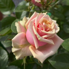 Pink Amaretto Rose