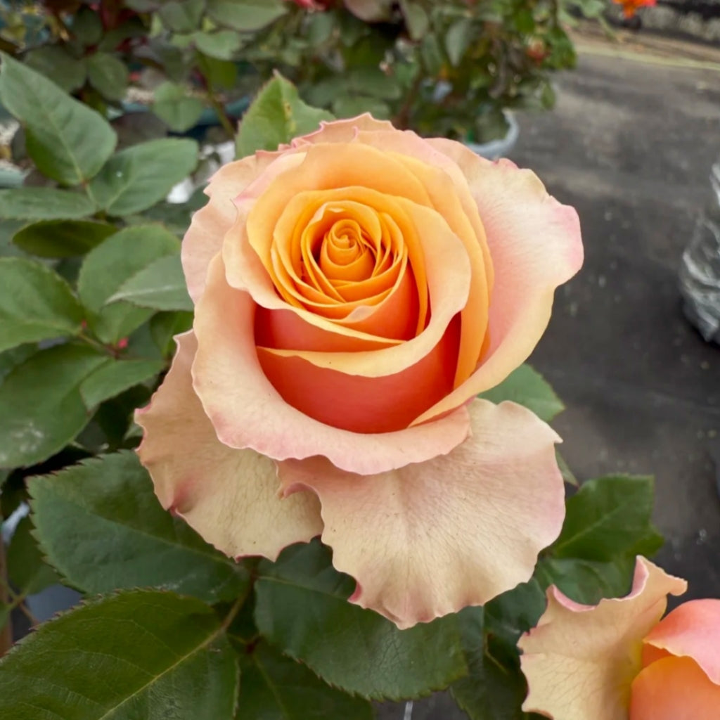 Pink Amaretto Rose