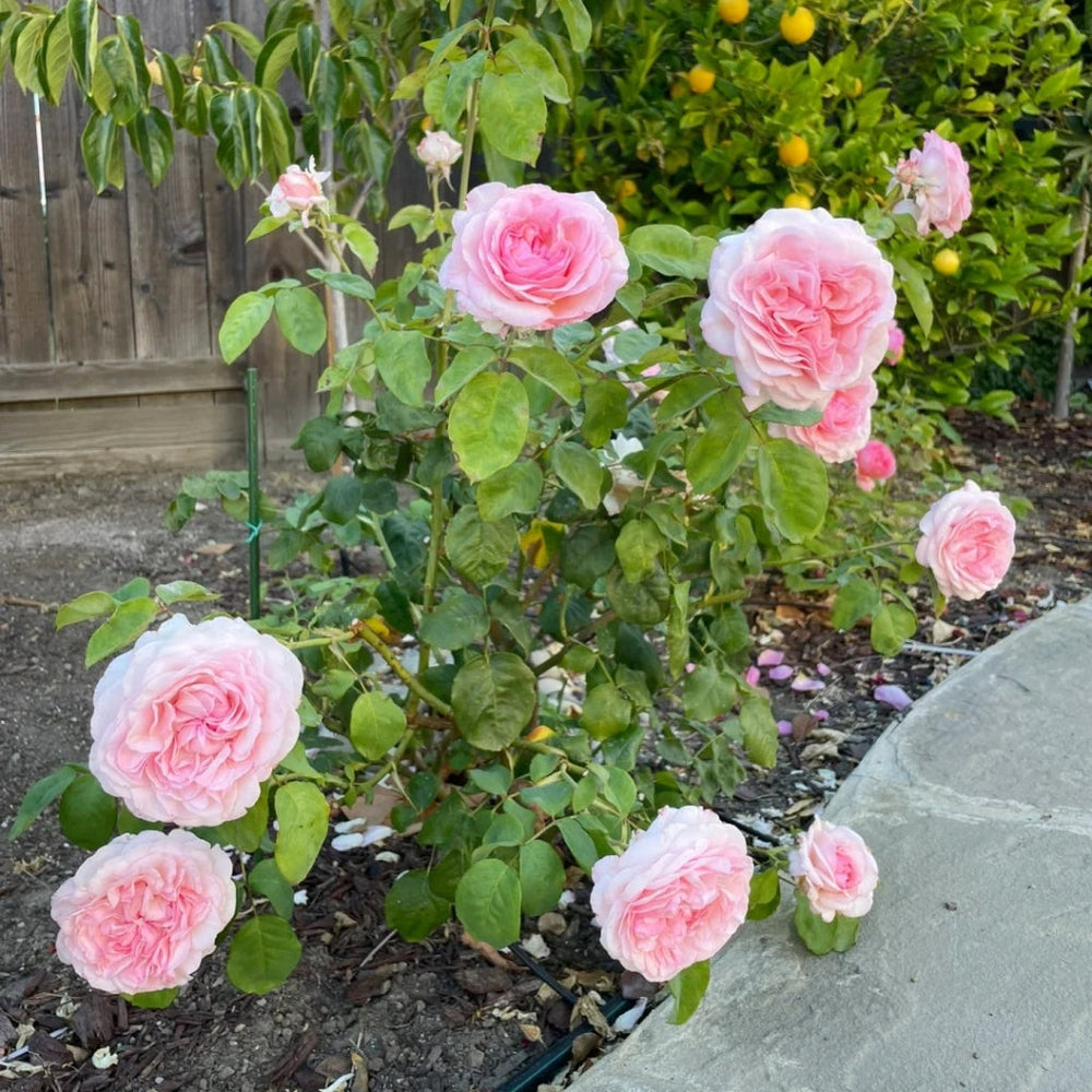 Pink Fragrance Rose