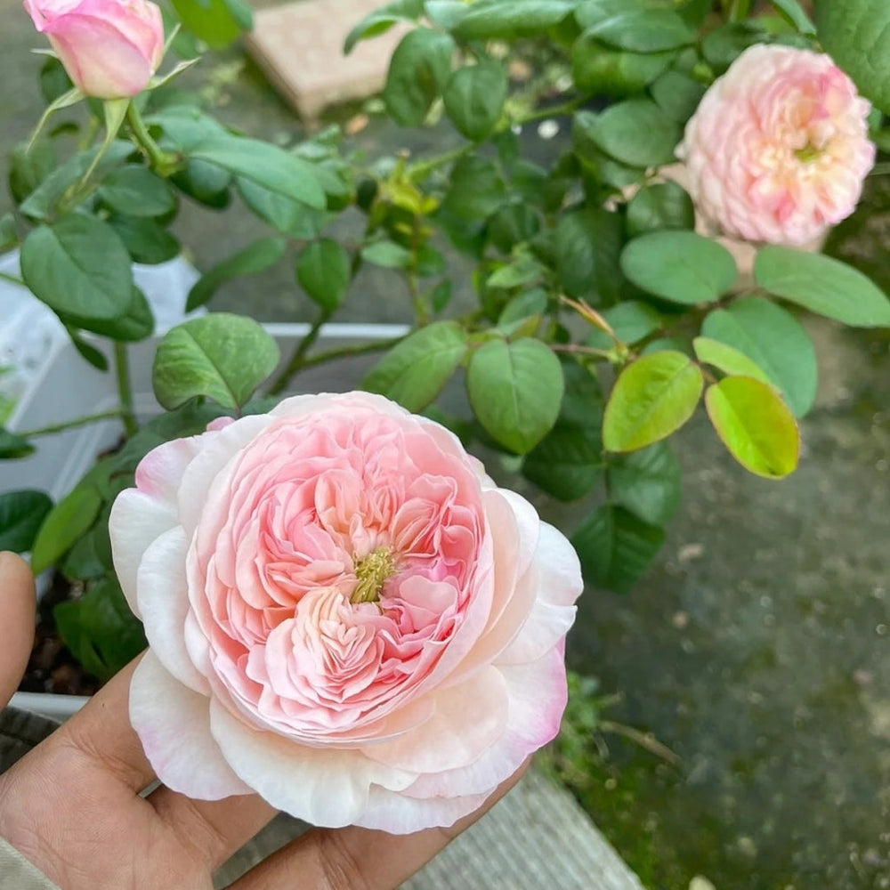 Pink Fragrance Rose