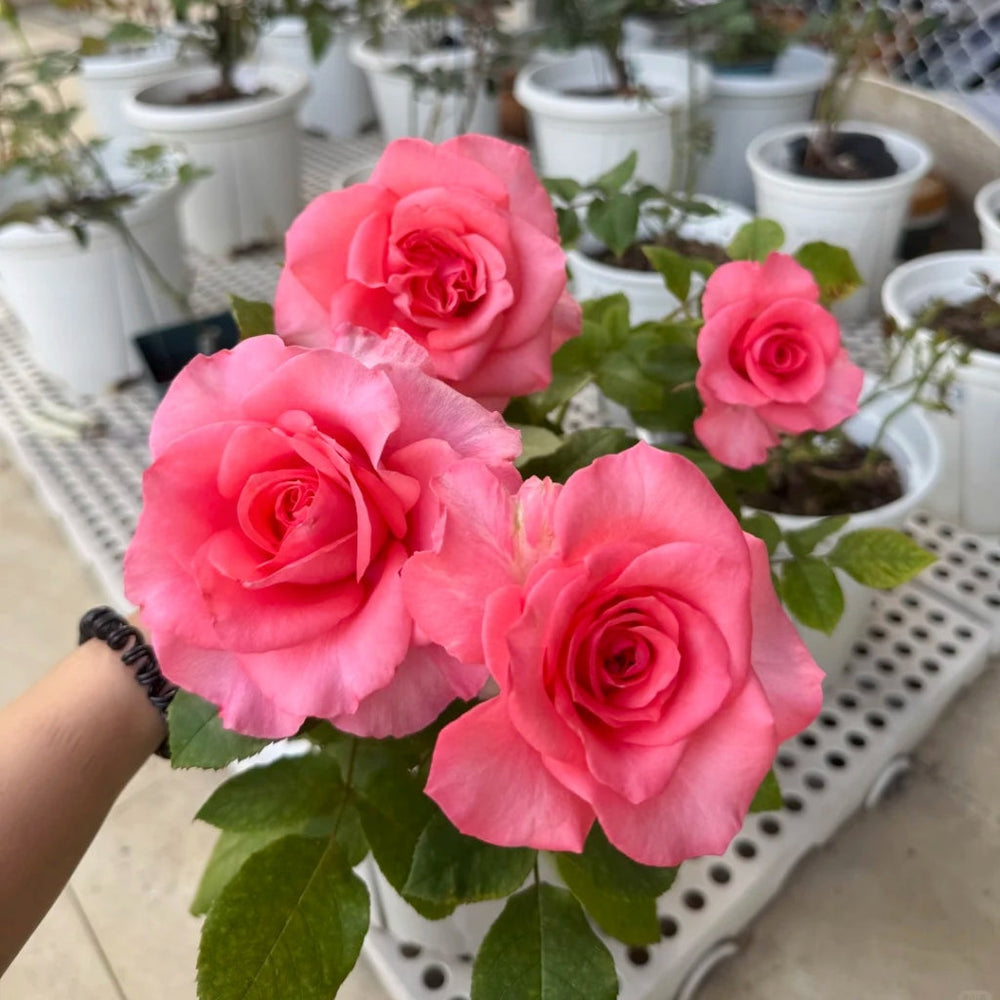 Pink Love Rose