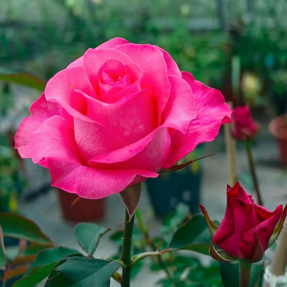 Pink Love Rose
