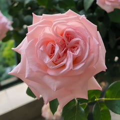 Pink O'Hara Rose