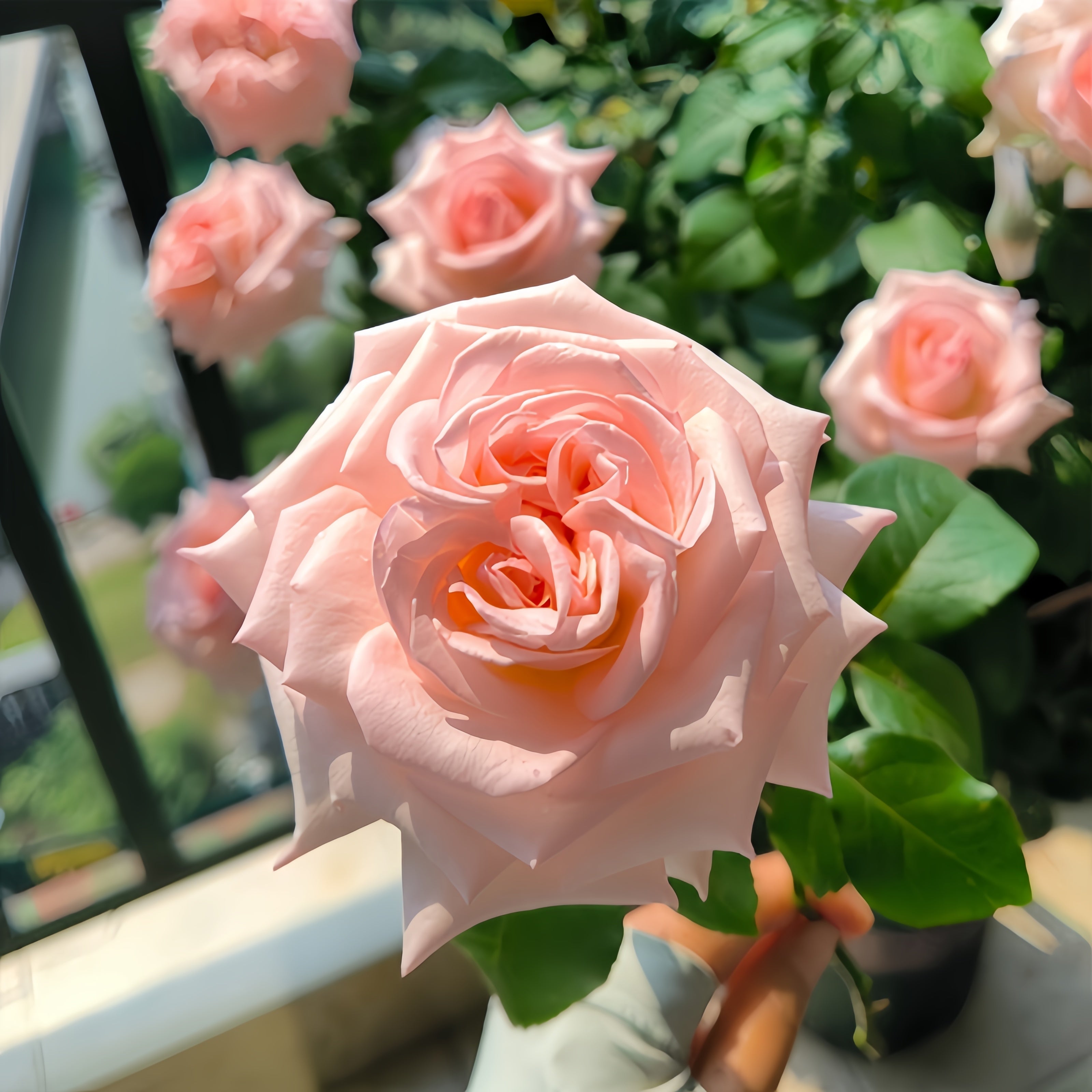 Pink O'Hara Rose