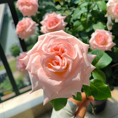 Pink O'Hara Rose