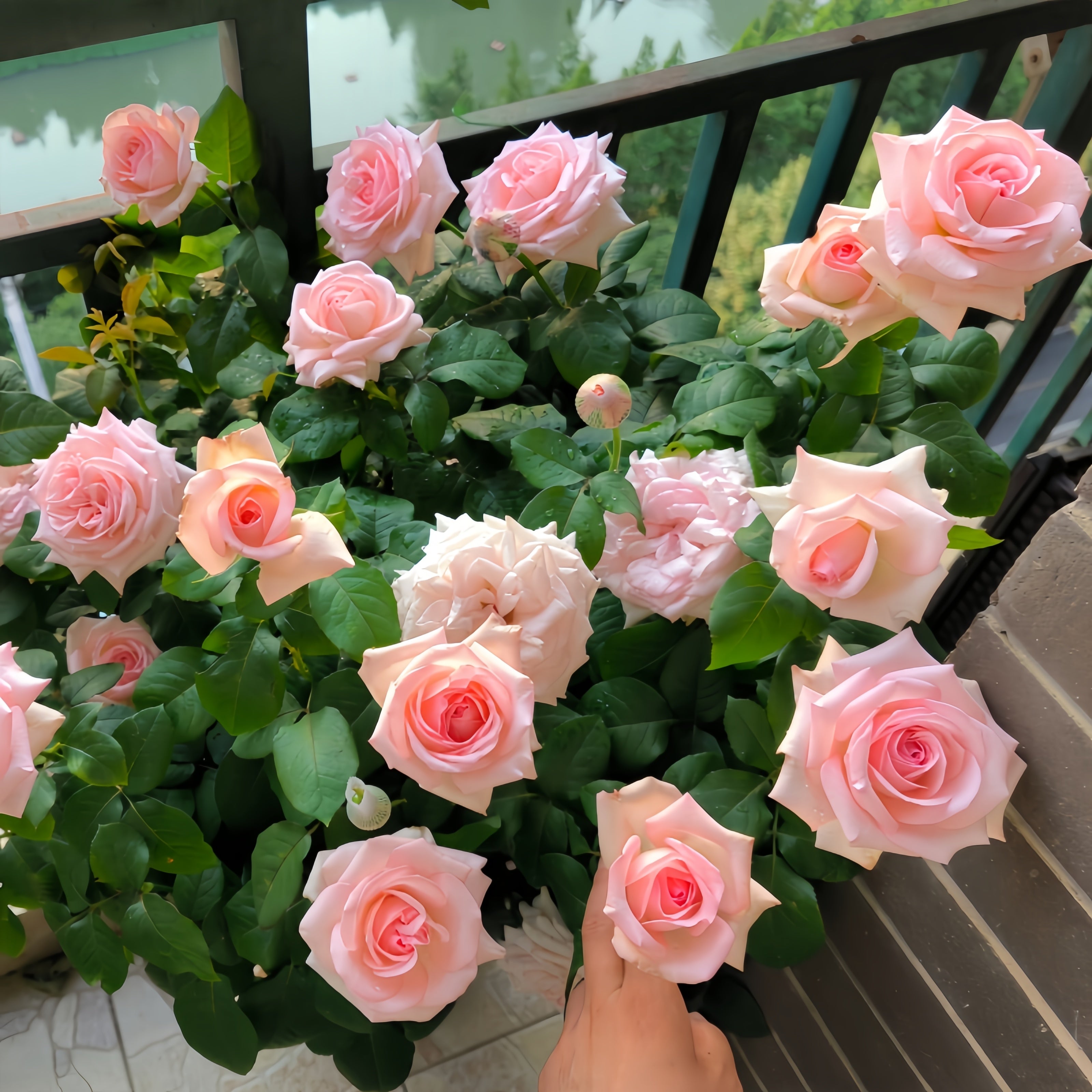 Pink O'Hara Rose