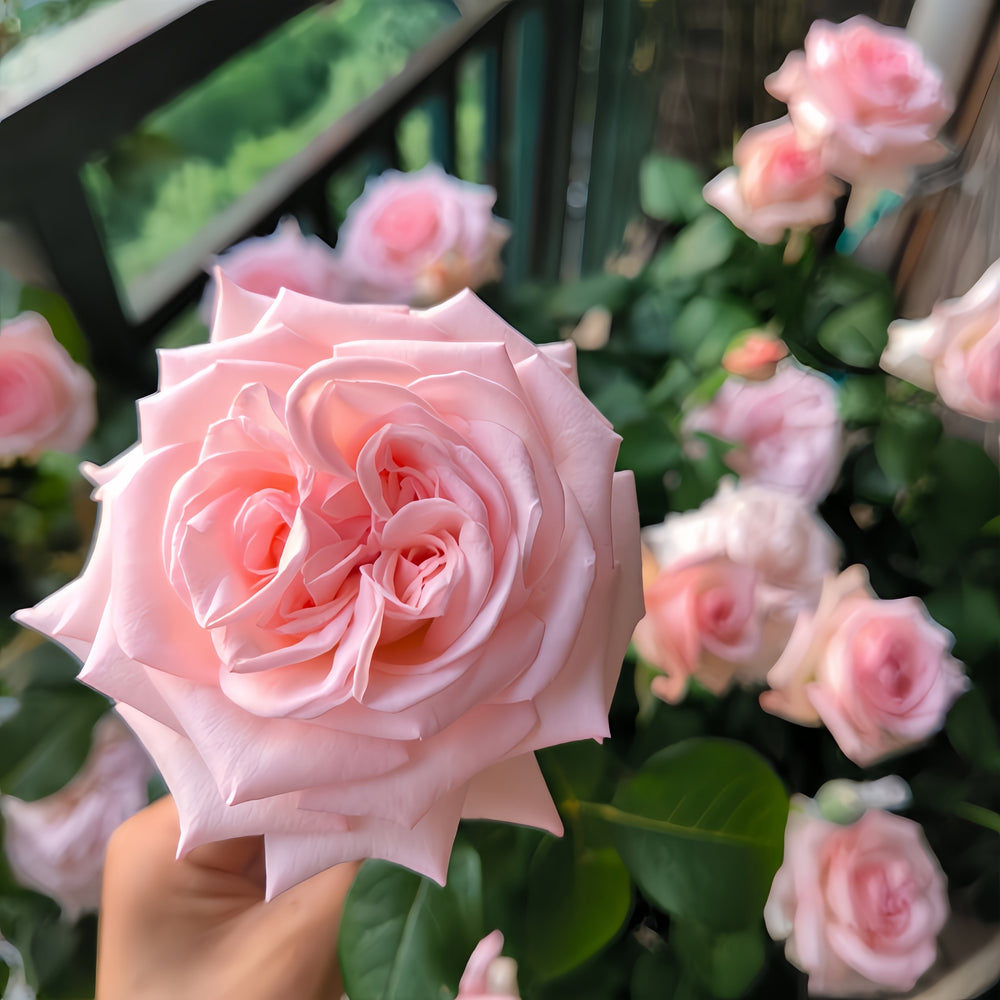 Pink O'Hara Rose