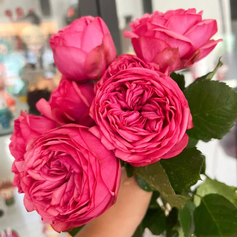 Pink Piano Rose