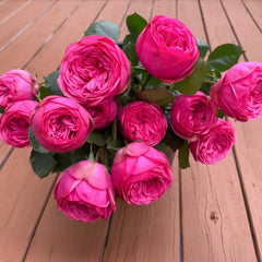 Pink Piano Rose