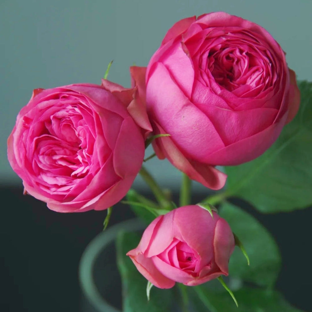 Pink Piano Rose