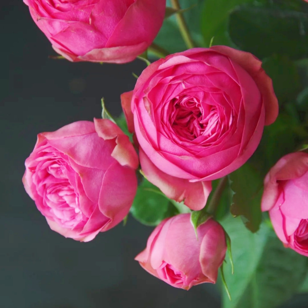 Pink Piano Rose