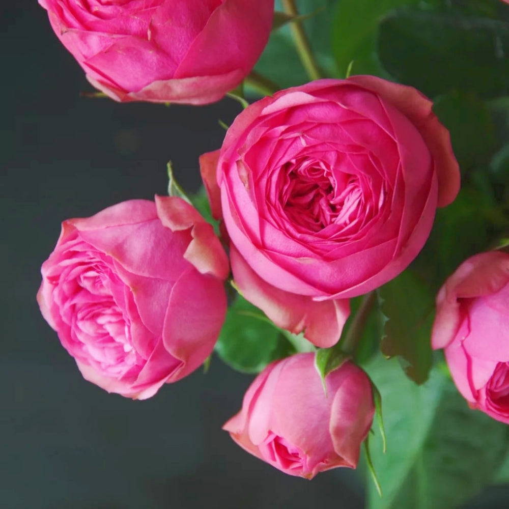 Pink Piano Rose