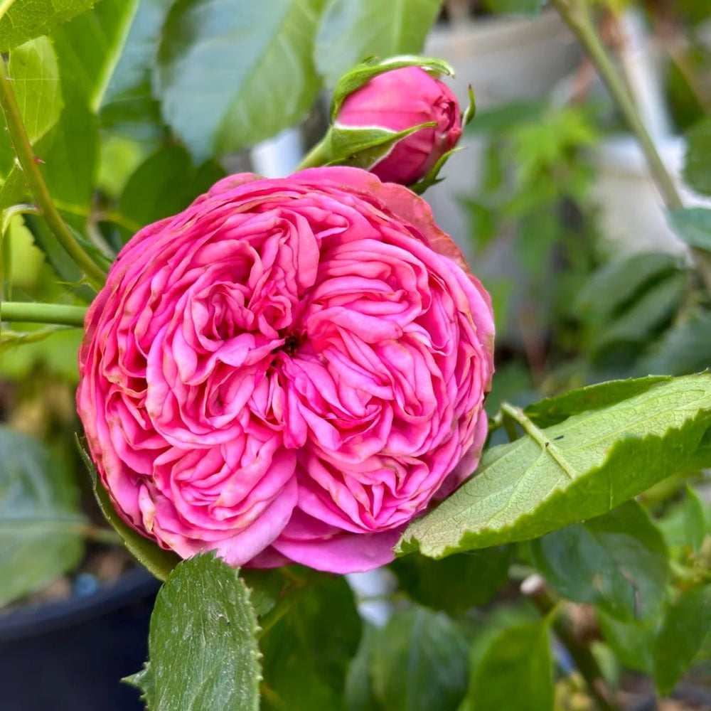 Pink Piano Rose