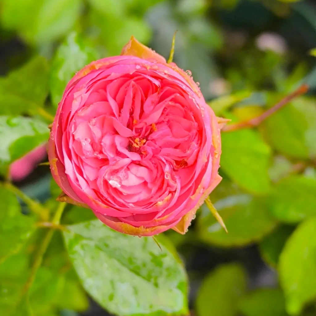 Pink Piano Rose