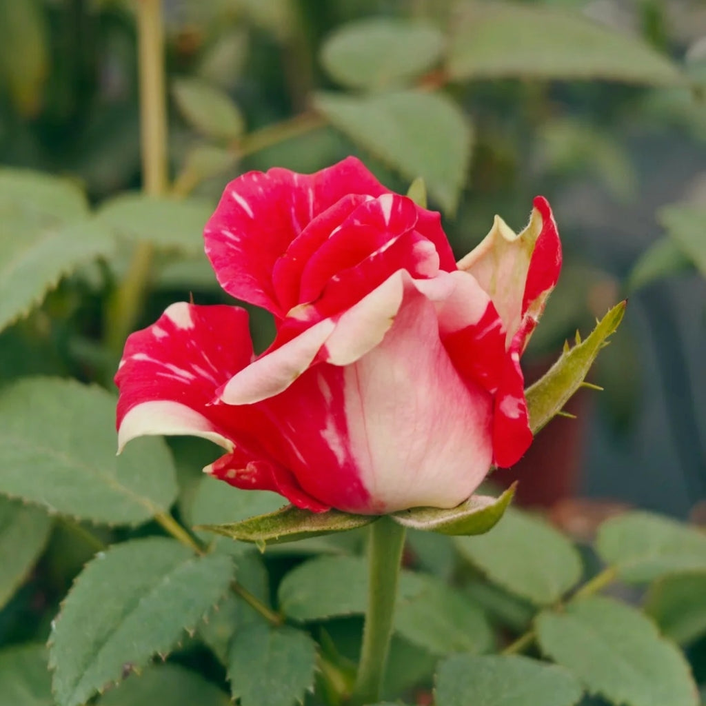 Pink Puma Rose