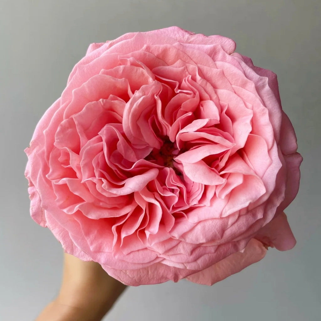 Pink Streetscape Rose
