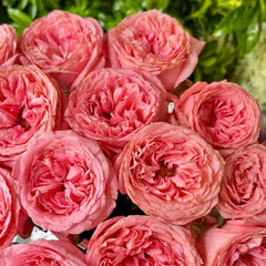 Pink Streetscape Rose