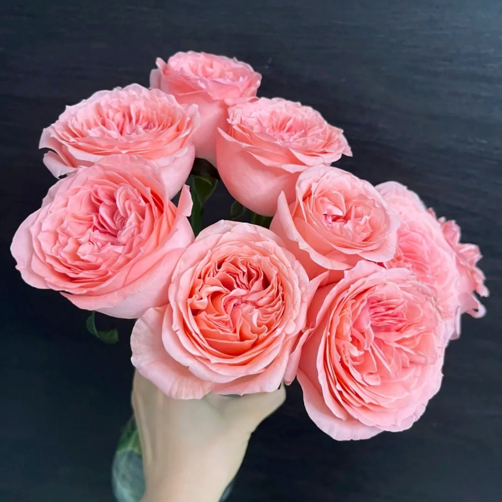 Pink Streetscape Rose