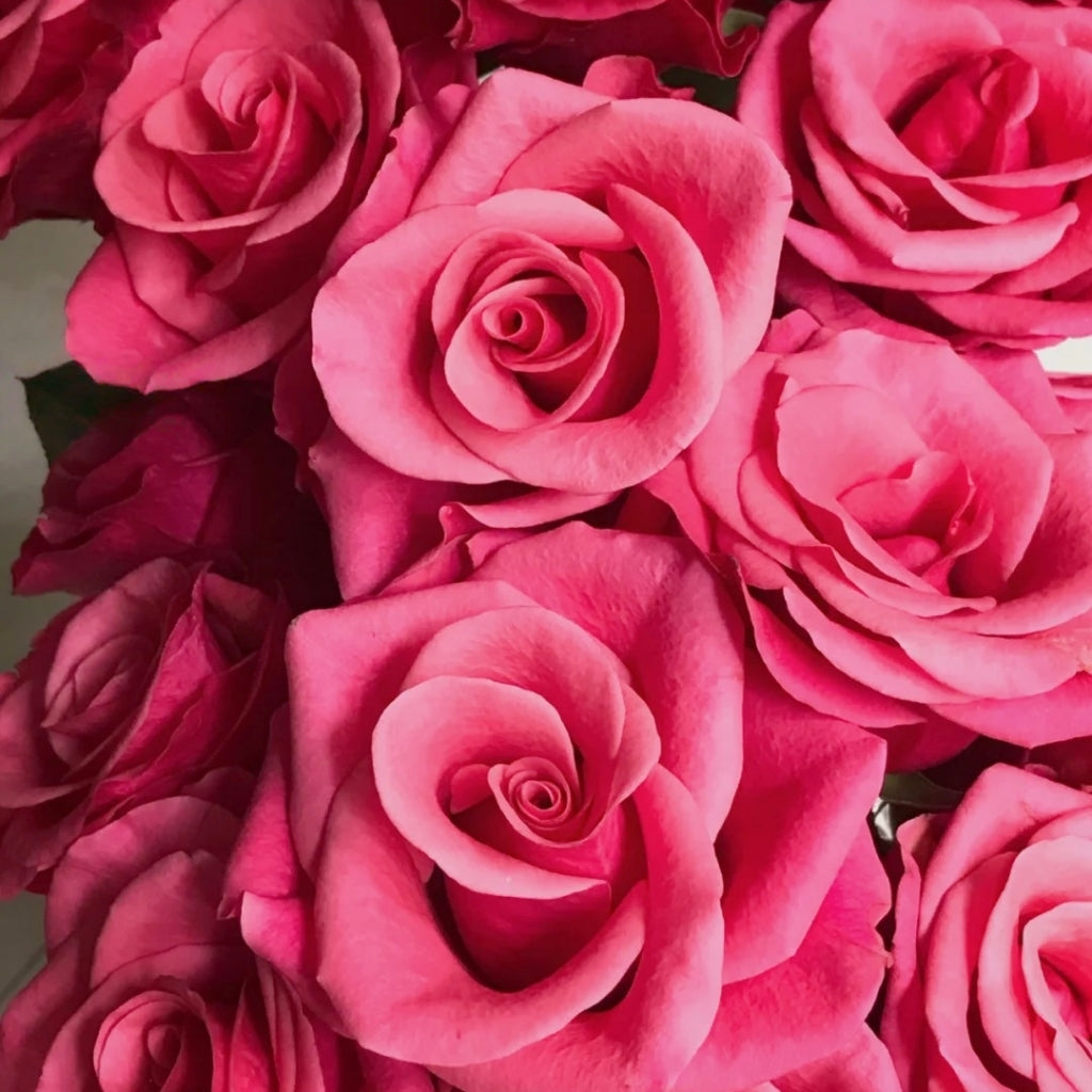 Pink Tacazzi Rose